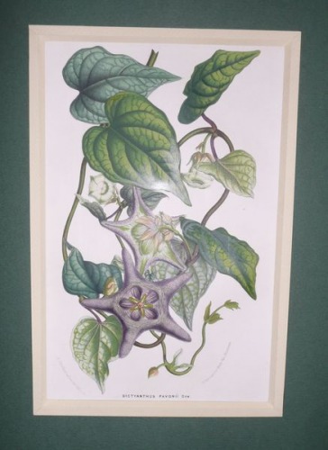 Van Houtte - Dictyanthus Pavonii